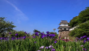 immagine di copertina per: 'Acorus calamus (Calamo aromatico)'