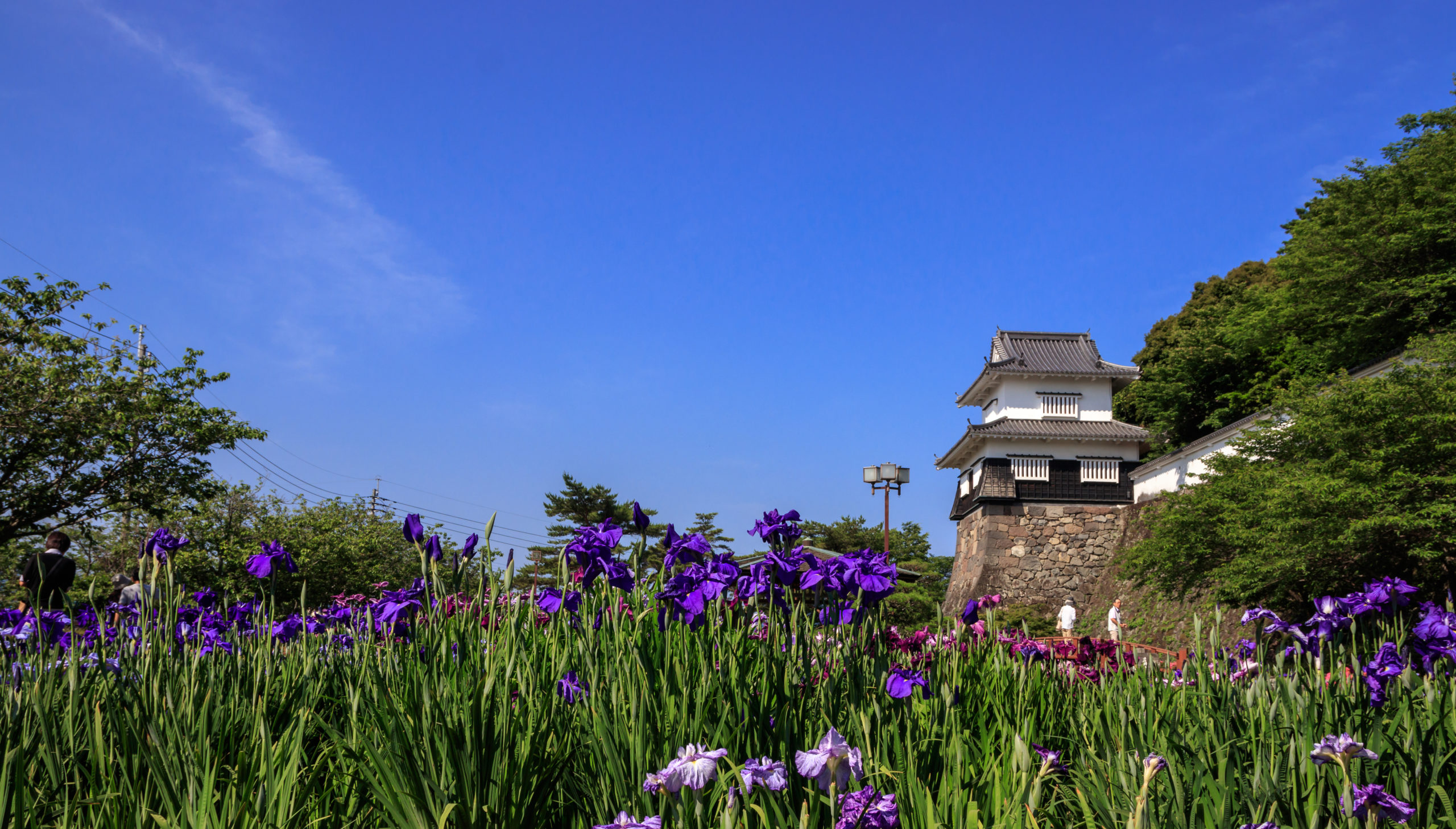 Acorus calamus (Calamo aromatico)