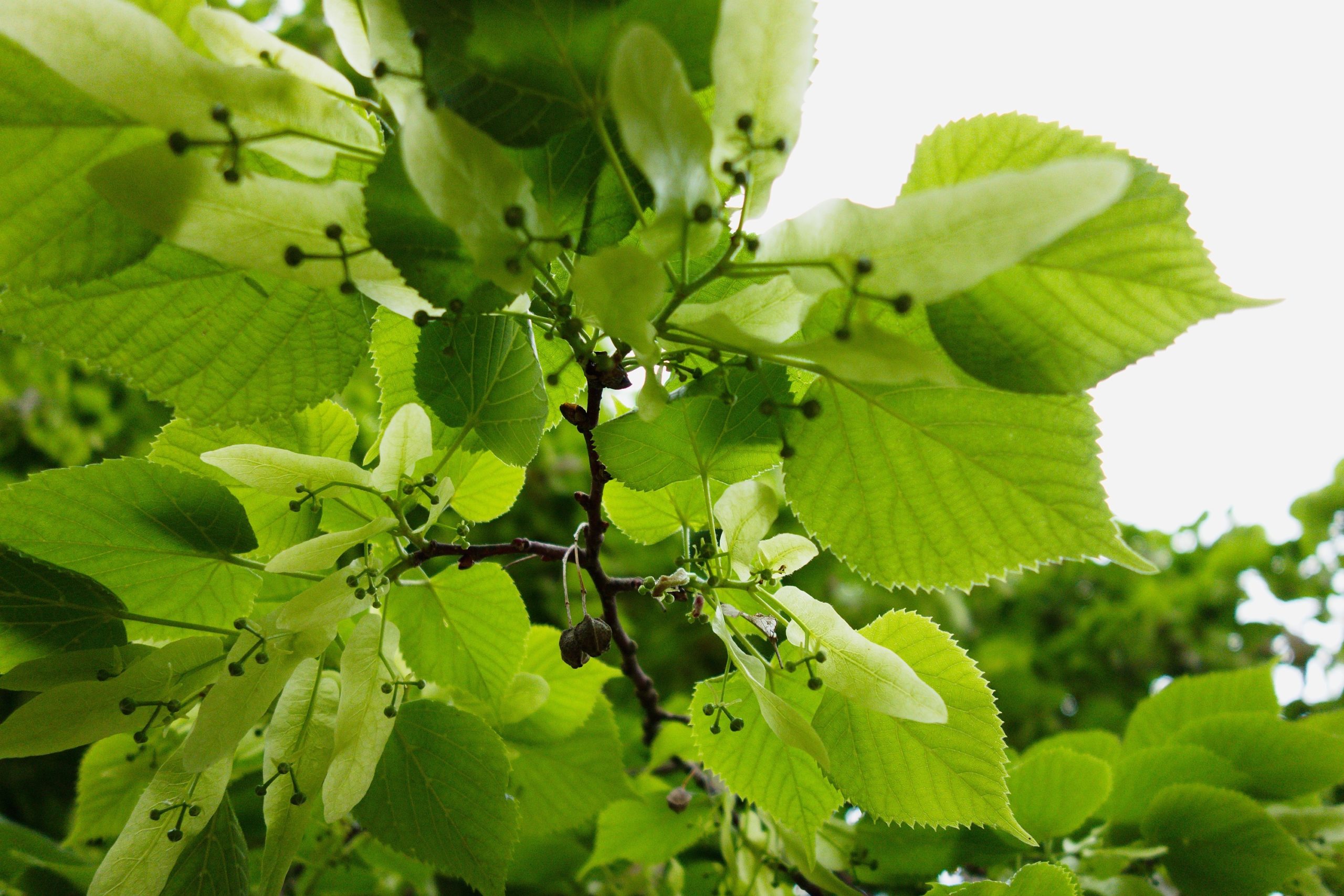 Tilia tomentosa: un aiuto per calmare il sistema nervoso