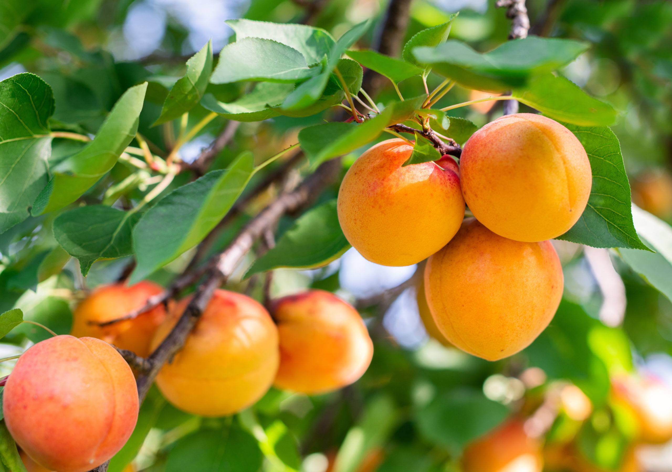 Albicocche: proprietà e benefici