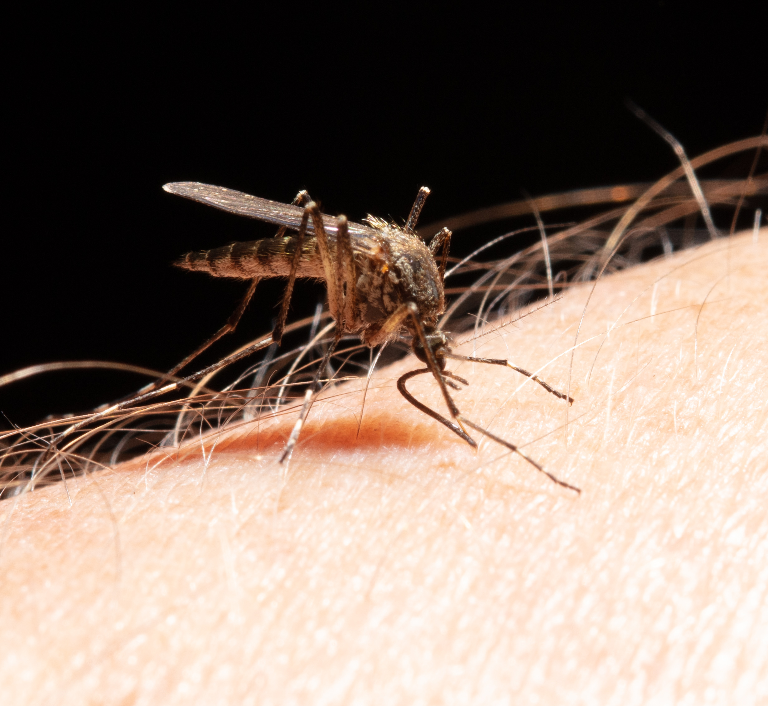 Punture di zanzare: come evitarle con rimedi naturali