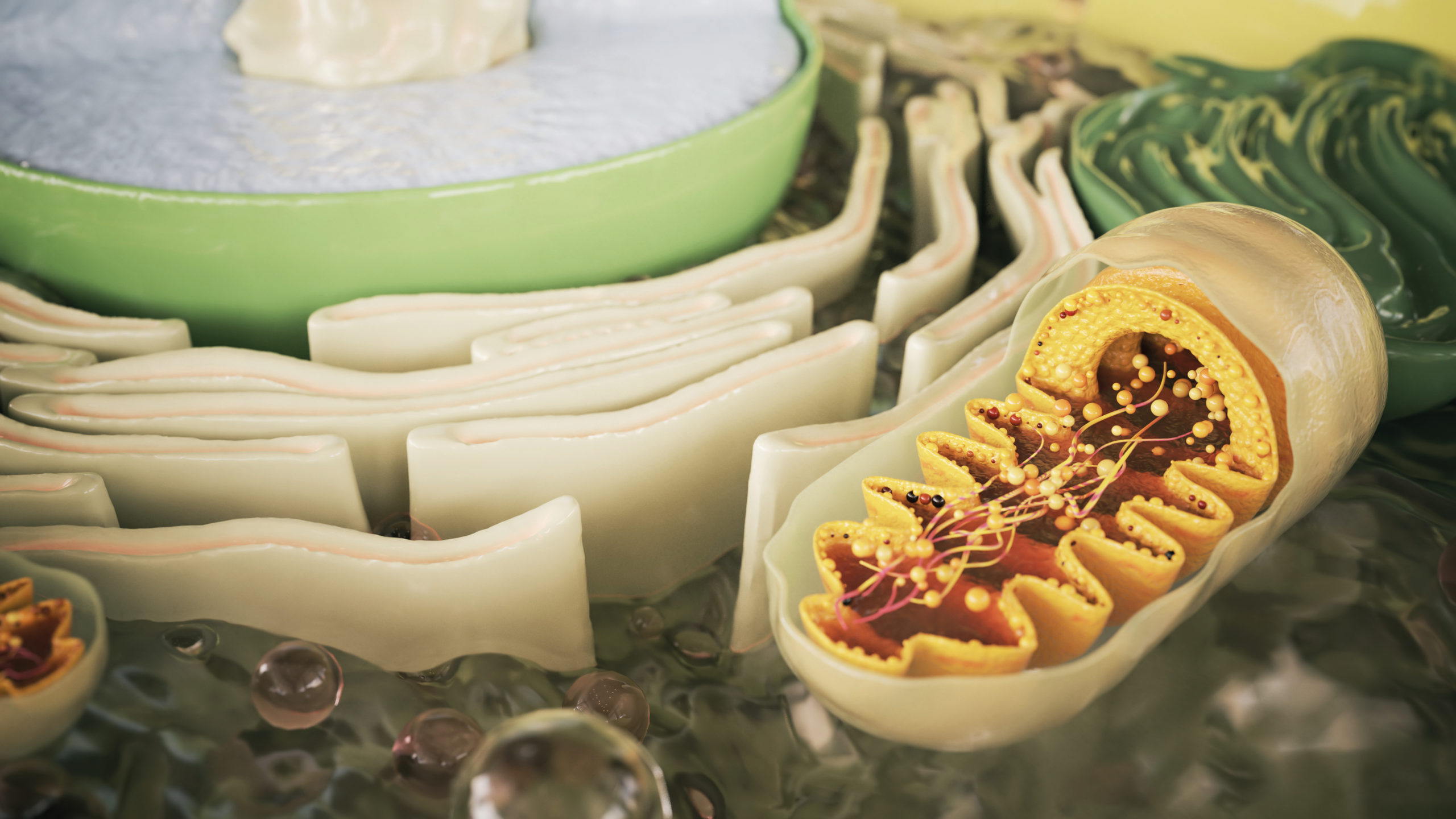 Come mantenere in salute i mitocondri