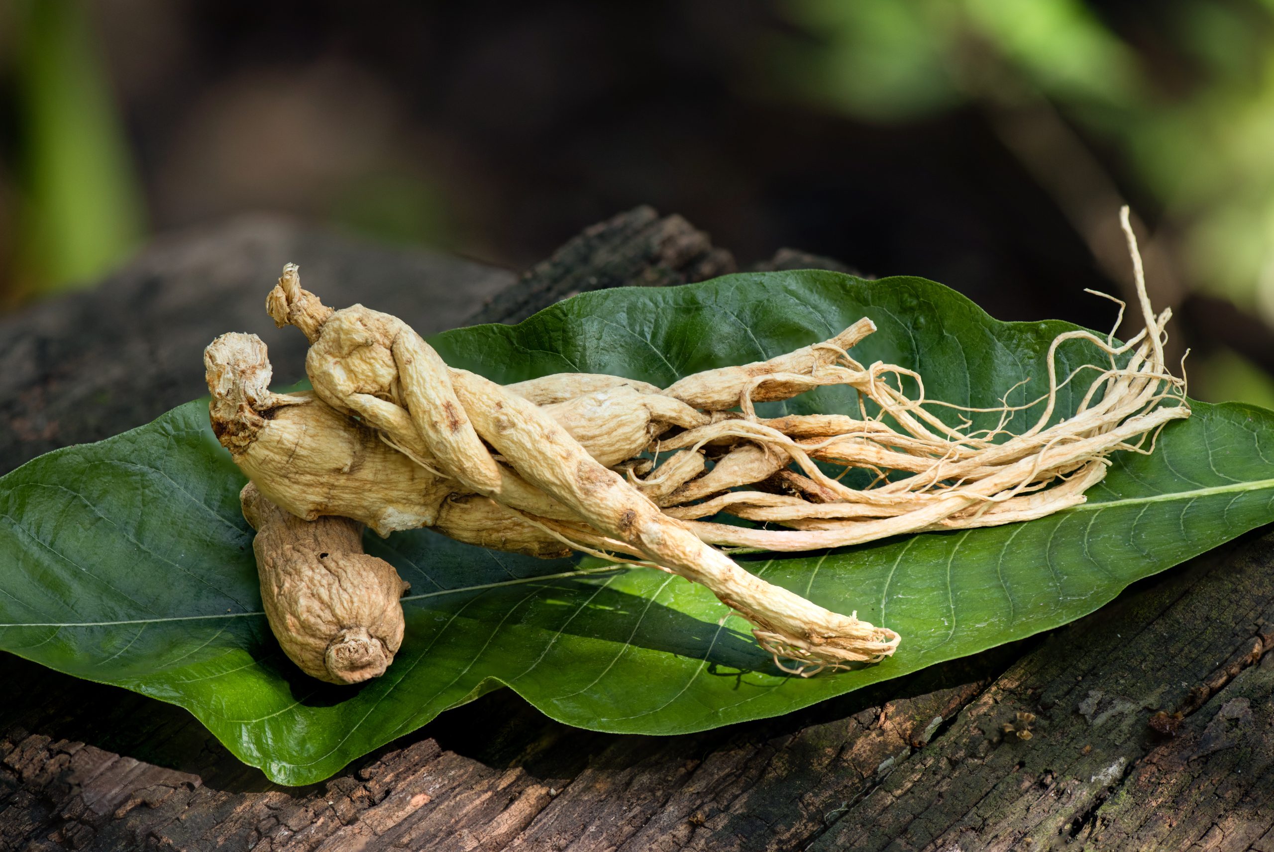Potenziale antiobesità degli estratti di ginseng